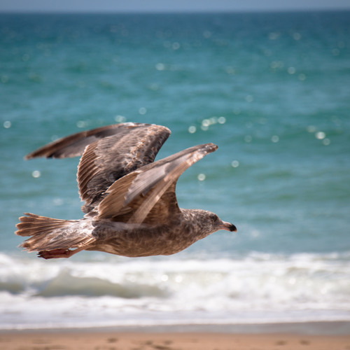 c swells [disquiet0189-tonelayer]