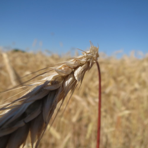 Three Is the Magic Number-Blind Melon