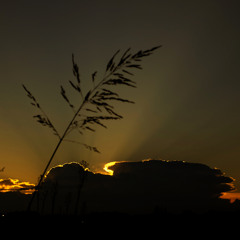 لا تَغيبي باللهِ رفْـــقا