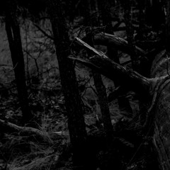 Zachary Reid - We Break Backs And Bend Wills