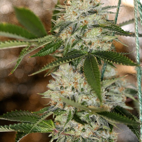 DJ Quik - Tha Bombbudd (CADE BASS SLOWED & BLAZED)