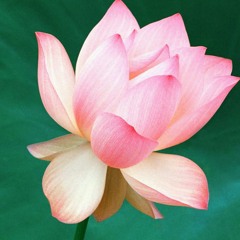 Opening
