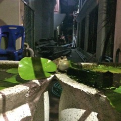 On Location with Cruz | Bangkok, Thailand - Temple Frog