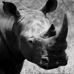 The Wulfs - Little Green Man