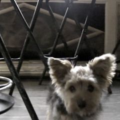 Love You And The Dog