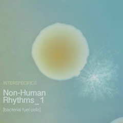 Non-Human Rhythms 1 [bacterial fuel cells]