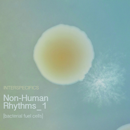 Non-Human Rhythms 1 [bacterial fuel cells]