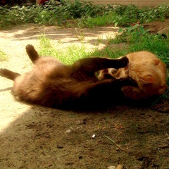 Field Trip To Meltdown