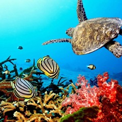 Coral Reef