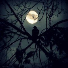 Moon Bird