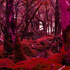 Same But Different - SHIRA