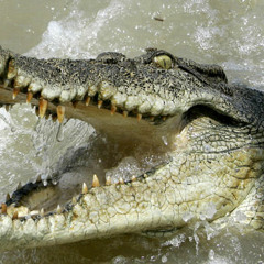 Krokodil (Alternative version) (2005)