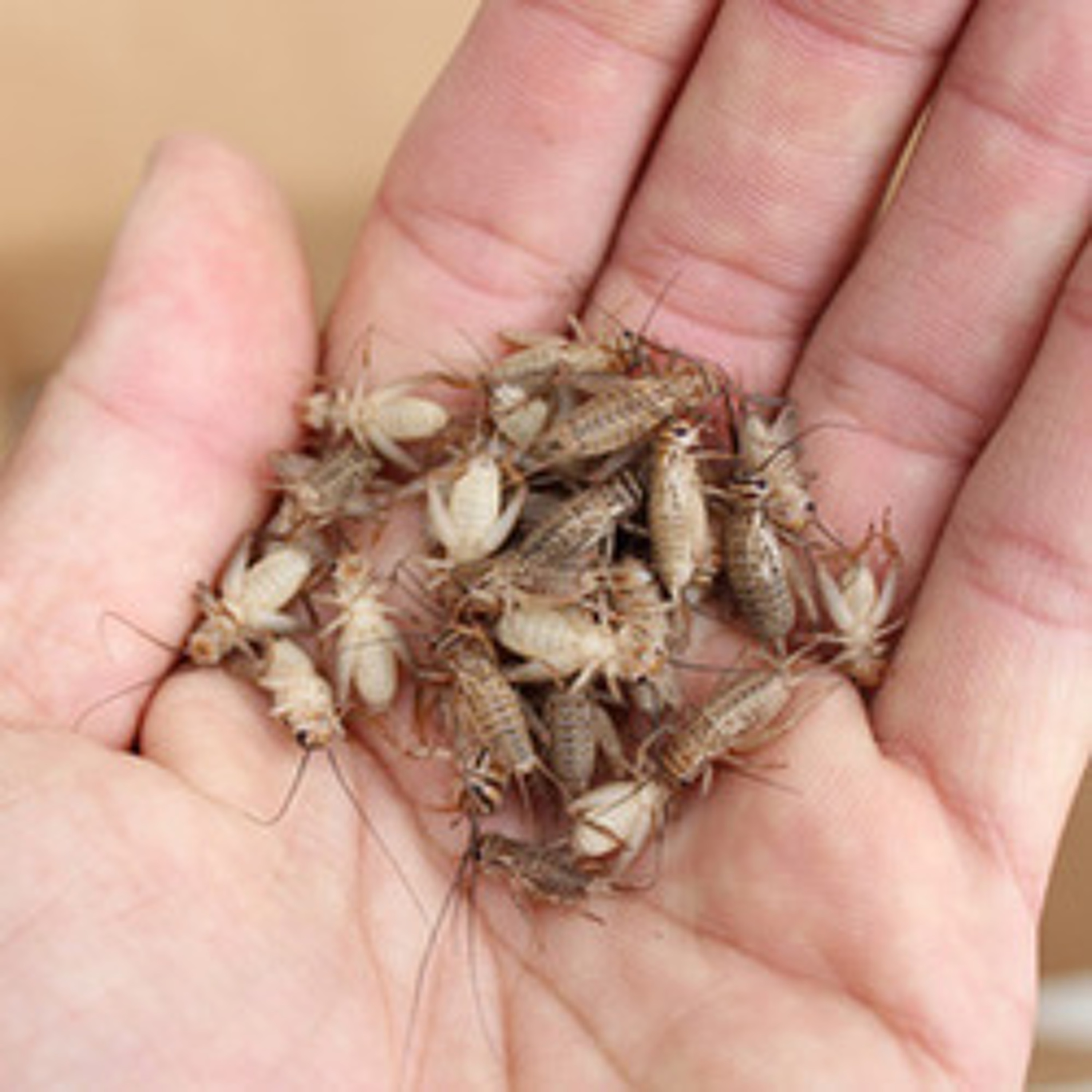 Crickets - The Gateway Bug - Slightly Nutty Co-Founders Talk Edible Insects episode artwork