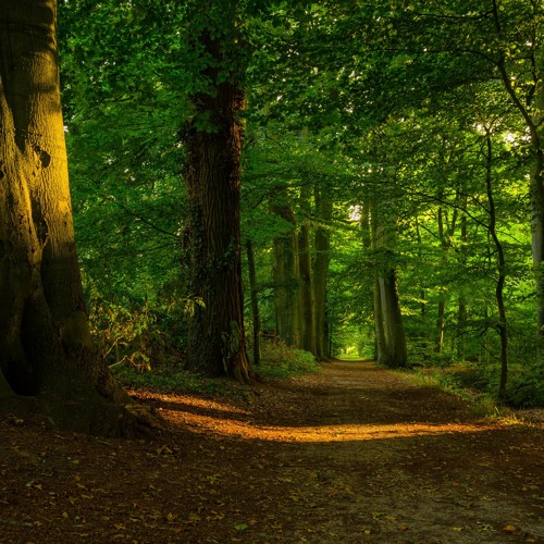 Walk In The Woods