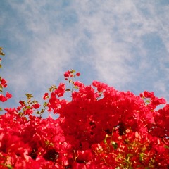 Infinite Bloom feat. BxRod