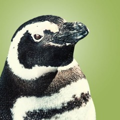 LA Sees a New Penguin, Lily