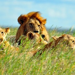 Lions in the Sun