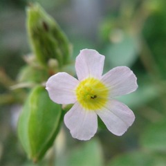 Bunga di Tepi Jalan - Koes Plus (Cover by Jojo)