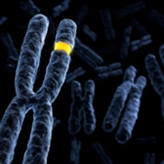 Chromosomes (The Interlude)