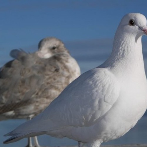 doves