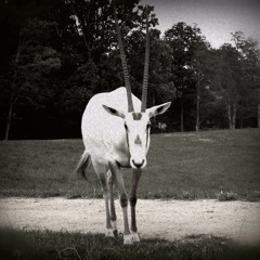 Sabrina (Einstürzende Neubauten)