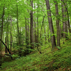 Pineland - The Haiywain Triptic (Giash & Pheek)