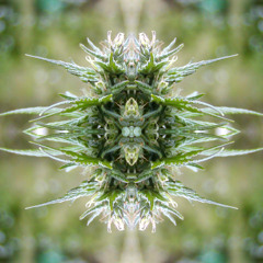 Wall of Fear Ambient Stretch