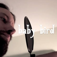Baby Bird