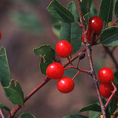 Pluck Some Berries (Oxy Collab 3) mix1