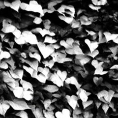 Eternity - Shahrdad Rohani