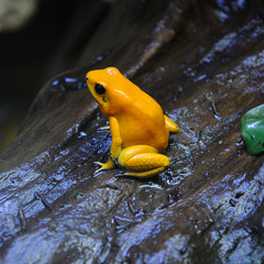 Canto de la rana dorada, Phyllobates terribilis