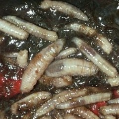 Worms