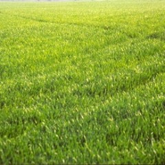 El Pastor - Ir En Coche