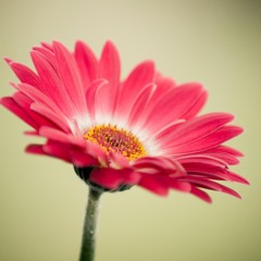 Inspiration 13-7