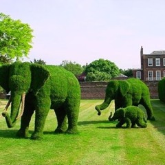 Con Voi - Quang Vinh