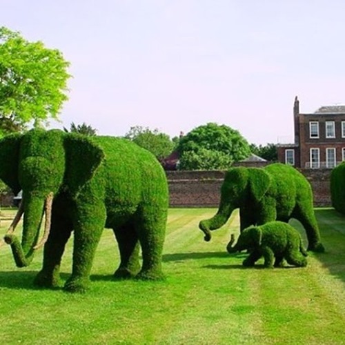 Con Voi - Quang Vinh