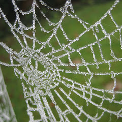 Sometimes There Is A Hoar Frost