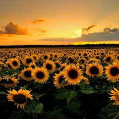 Ivan Zharov - Sunflowers (Demo)