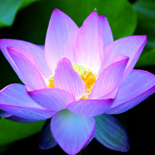 Lotus