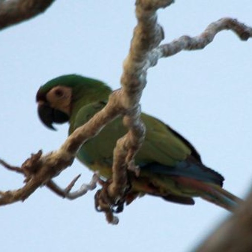 Chestnut-fronted Macaw  Andes