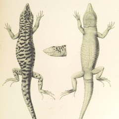 Psithurism: Drill Hall December 2014