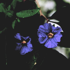 Theme For PS Var.4 (take 1)