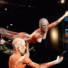 The husband and wife preserving bodies for art || 'Bodyworlds' Interview
