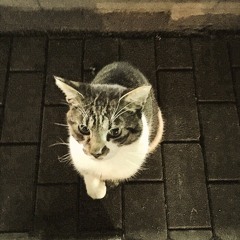 教えて/Minami Otsuka