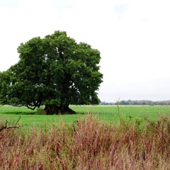 Santa Fe - Paisajes Confusos - Campo (2015)