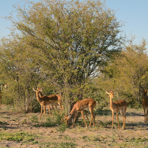 Stream Impala rutting by Daan Hendriks Listen online for free on