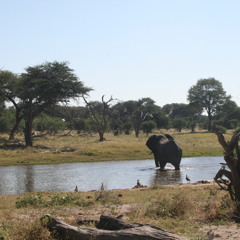 Botswana wildlife recordings