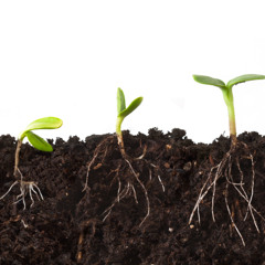 Organic Matter
