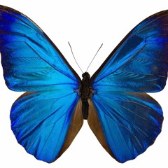 Butterfly's metamorphosis