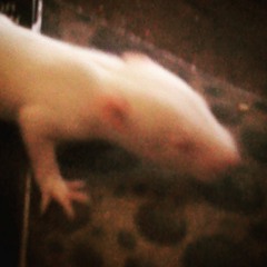 Clawing The Walls